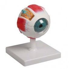 Mini Eye, 3x Life Size